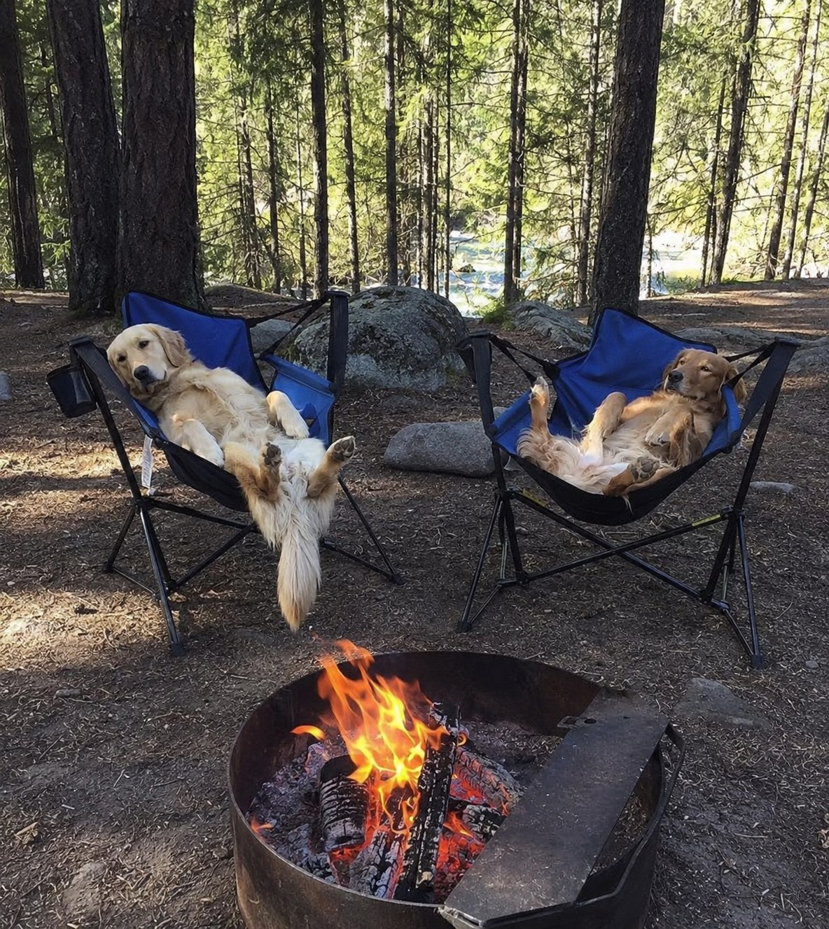 Two dogs sprawled across camp chairs beside a fire pit